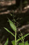 Bosc's panicgrass